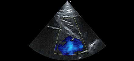 Animal Cardiac Ultrasound