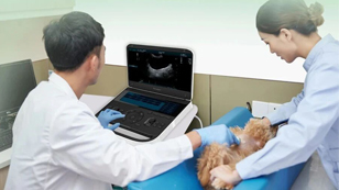 Periodemd Animal Ultrasound Training Helps Improve Pet Healthcare Standards