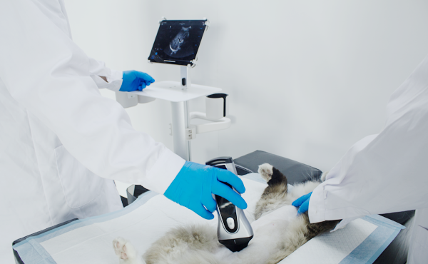 Canine Superficial Tissue Focus 