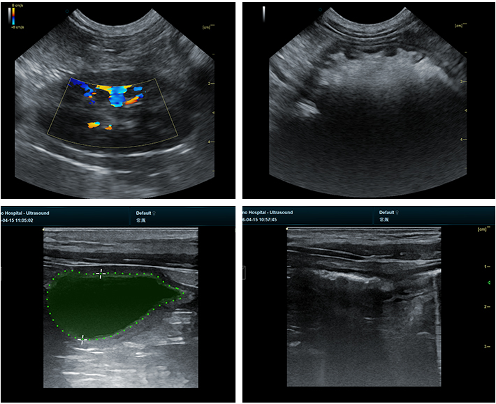 Versatile Application Across Veterinary Settings